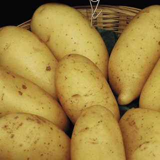 Potato LOOSE - Yellow 'Annabelle'